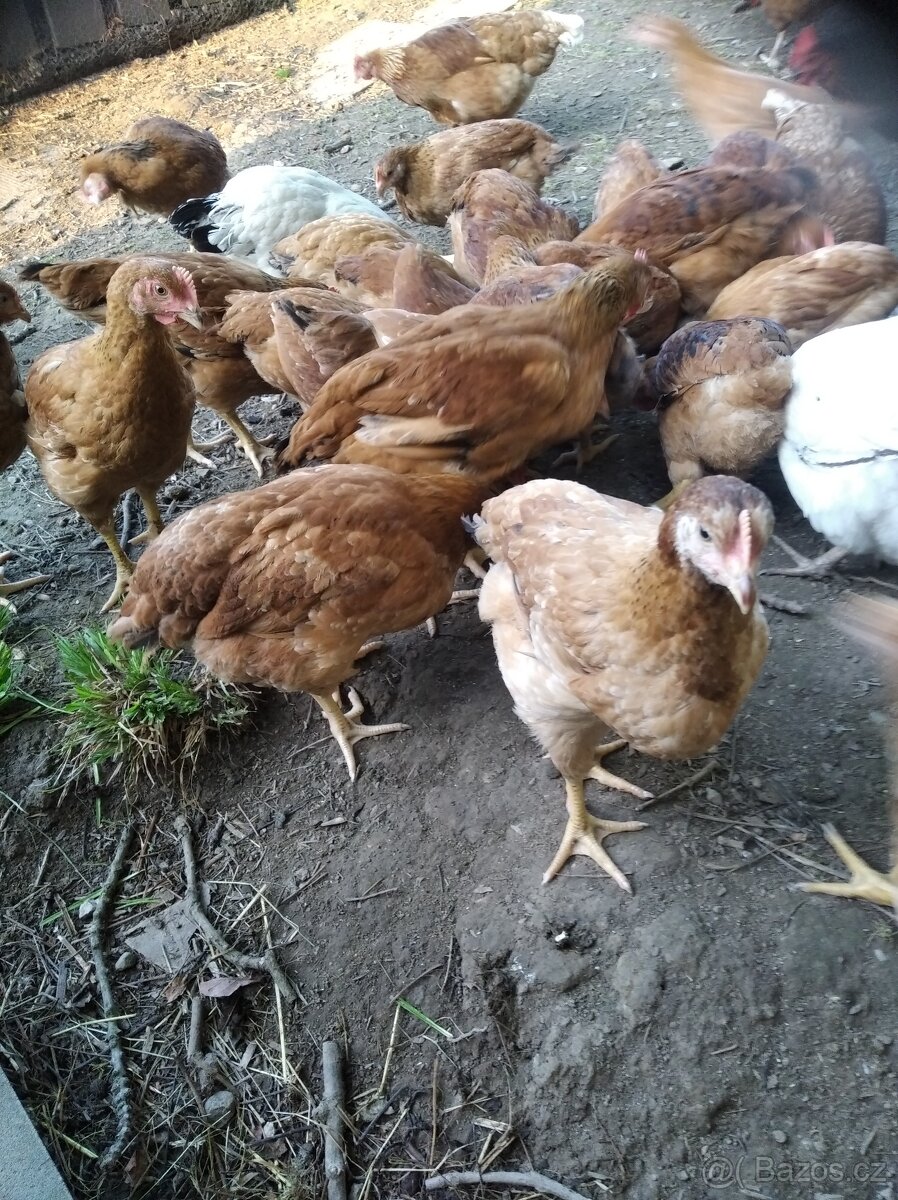 Kalimero