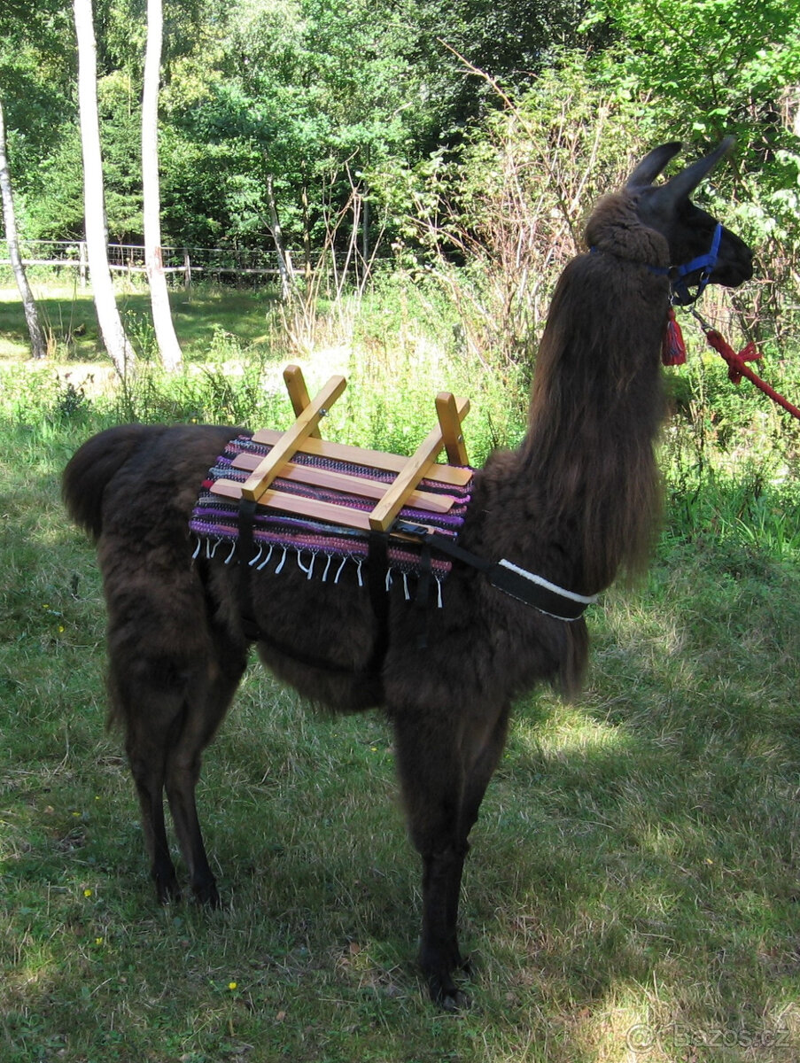 Lama krotká