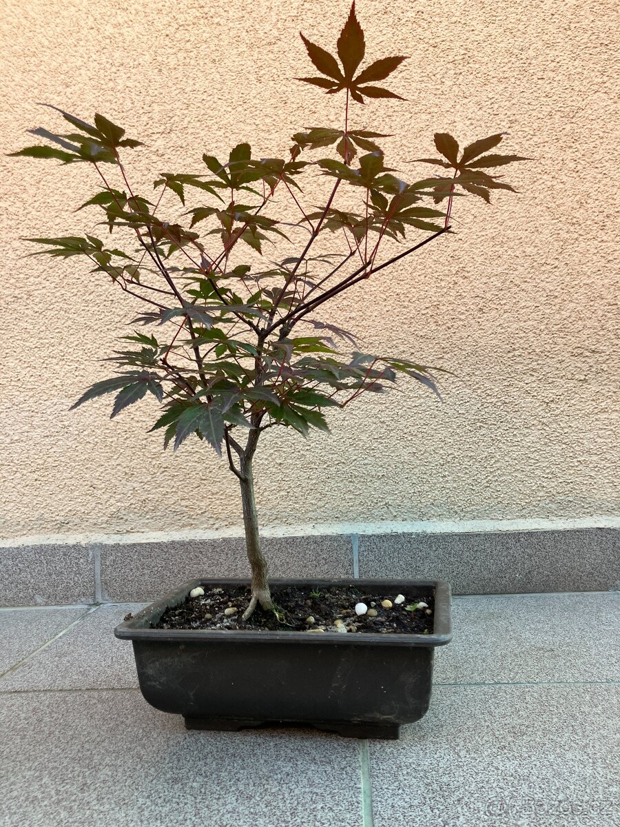 Bonsai, Bonsaj, japonský javor, skalky