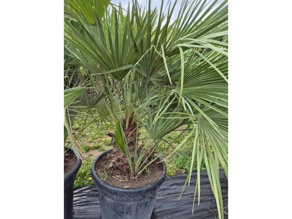 Žumara nízká - Chamareops Humilis 35l mrazuvzdorná palma