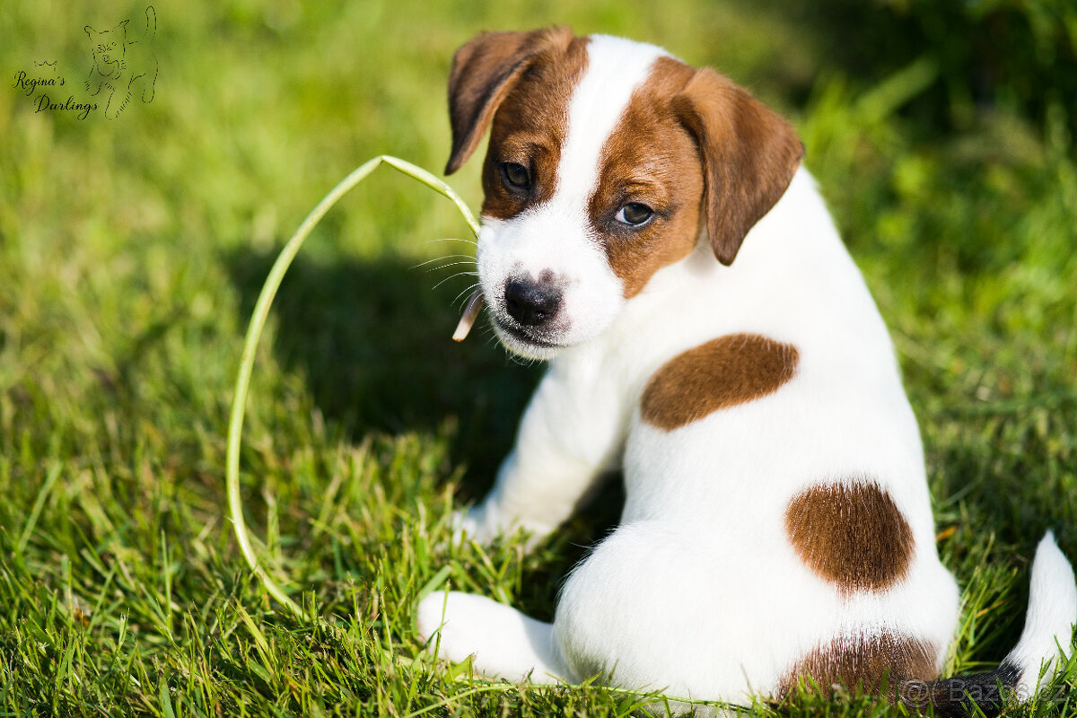 Jack Russell terier pejsek s rodokmenem