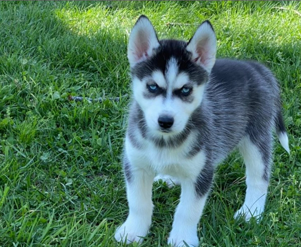 Prodám štěněta sibiřského huskyho s PP