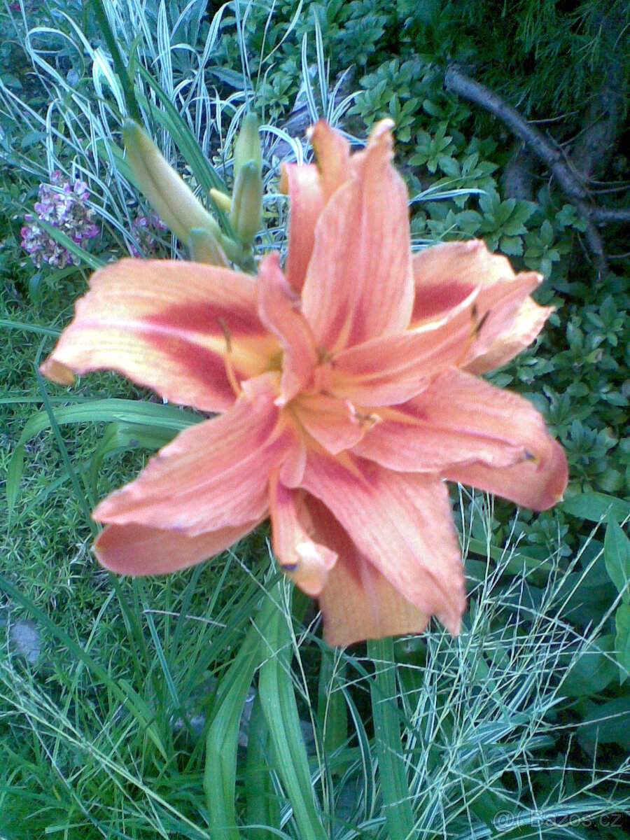 Denivka plnokvětá, oranžová, sazenice jedna