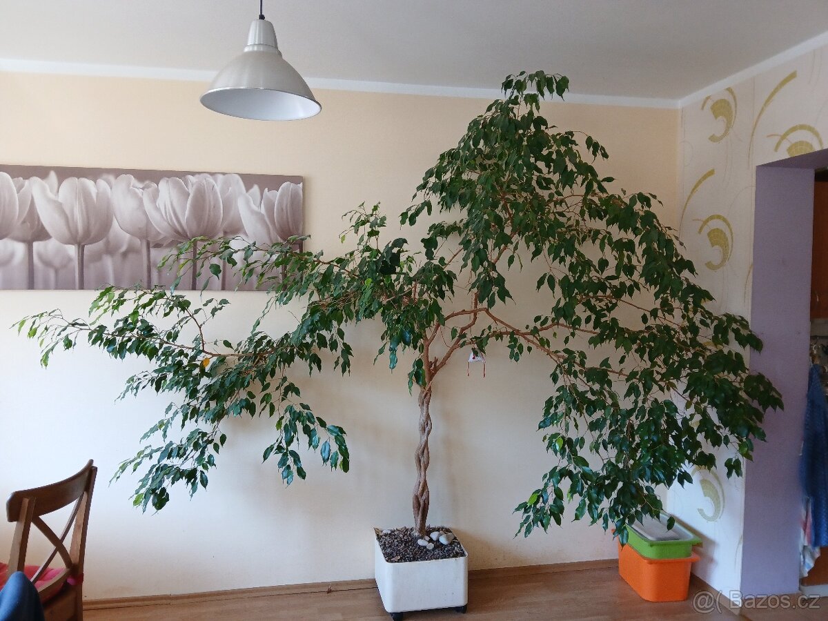 Fíkus Benjamina