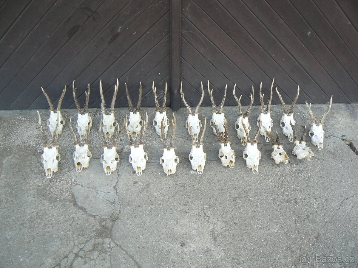 Staré srnčí trofeje