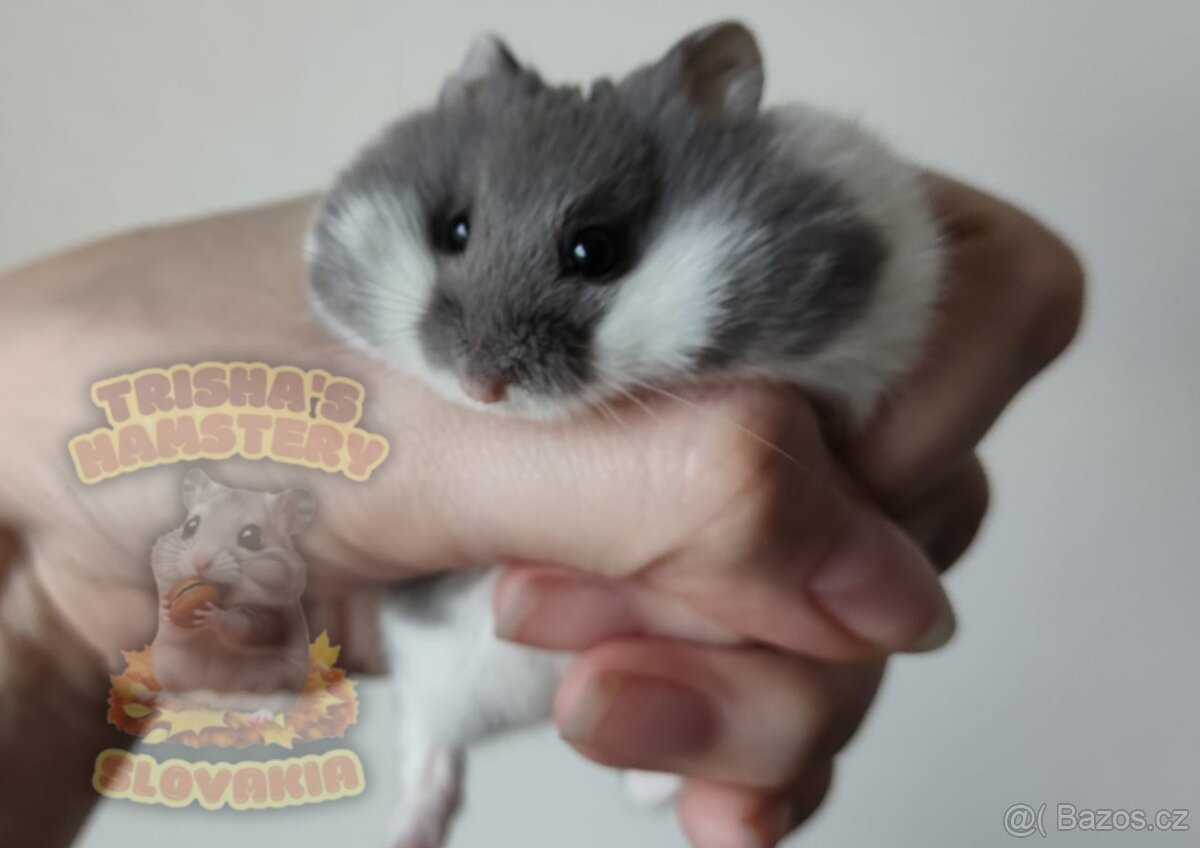 Vymazlená dvojka mláďátek křečíka Campbellova