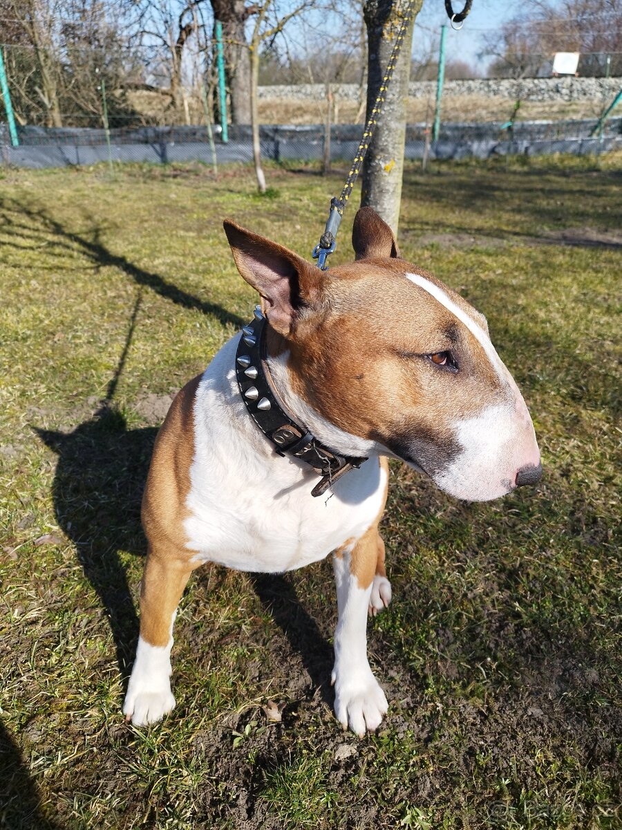 bulterier