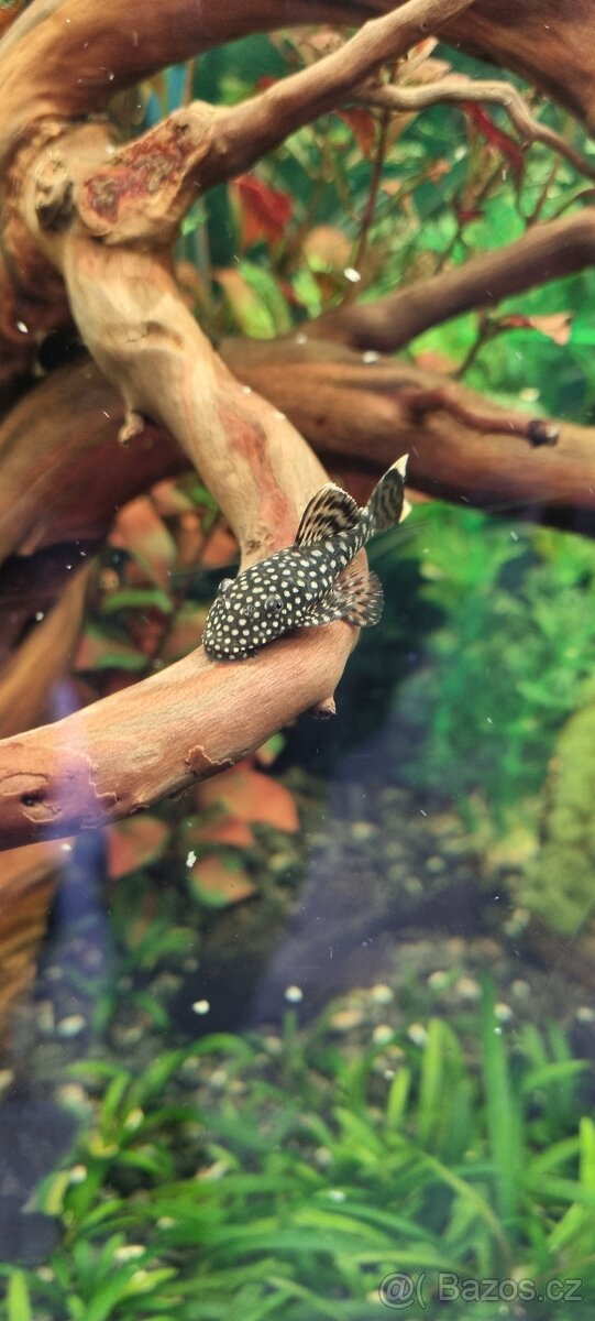 Ancistrus