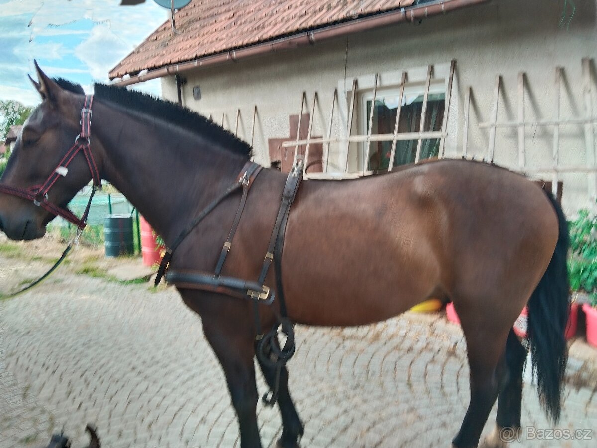 Párové poprsní postroje