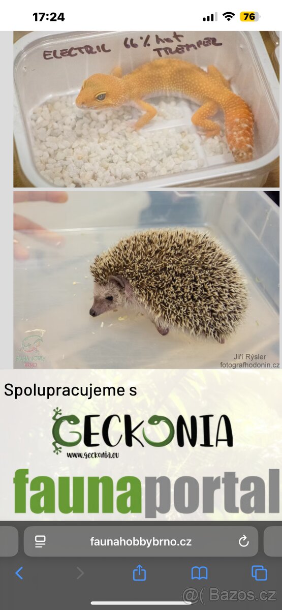 Koupím ježka bělobřichého