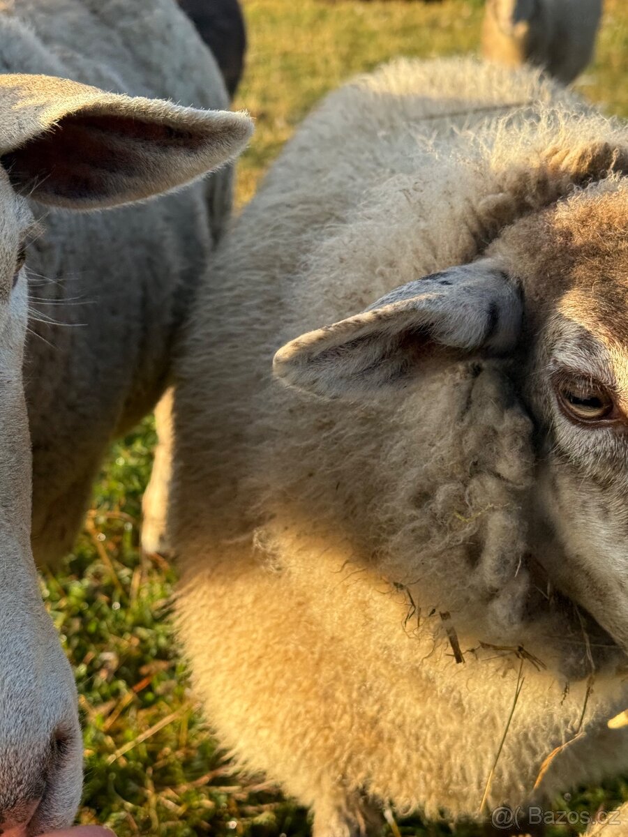 Jehnička kříženec