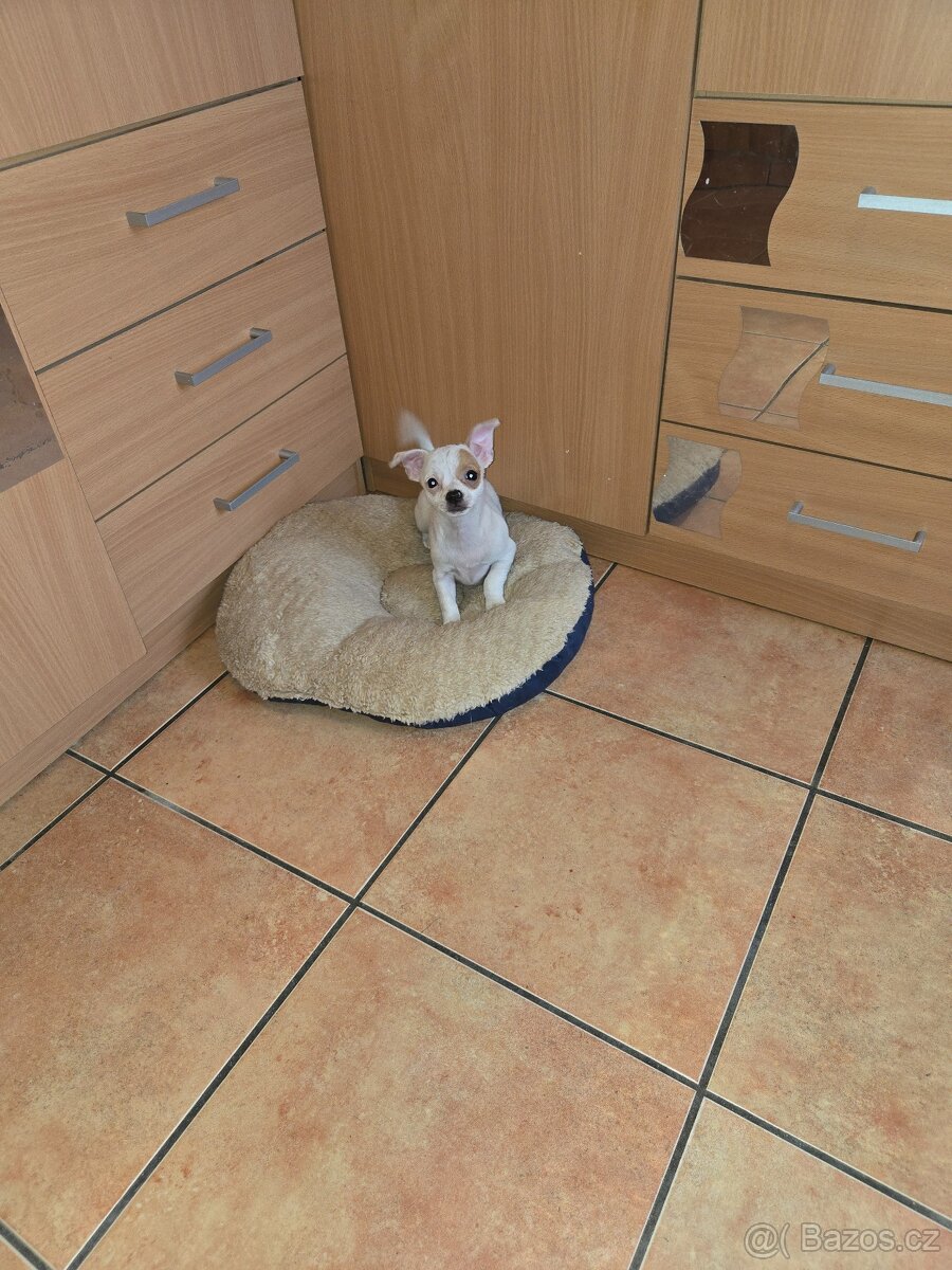 ČIVAVA KRÁTKOSRSTÁ slečna