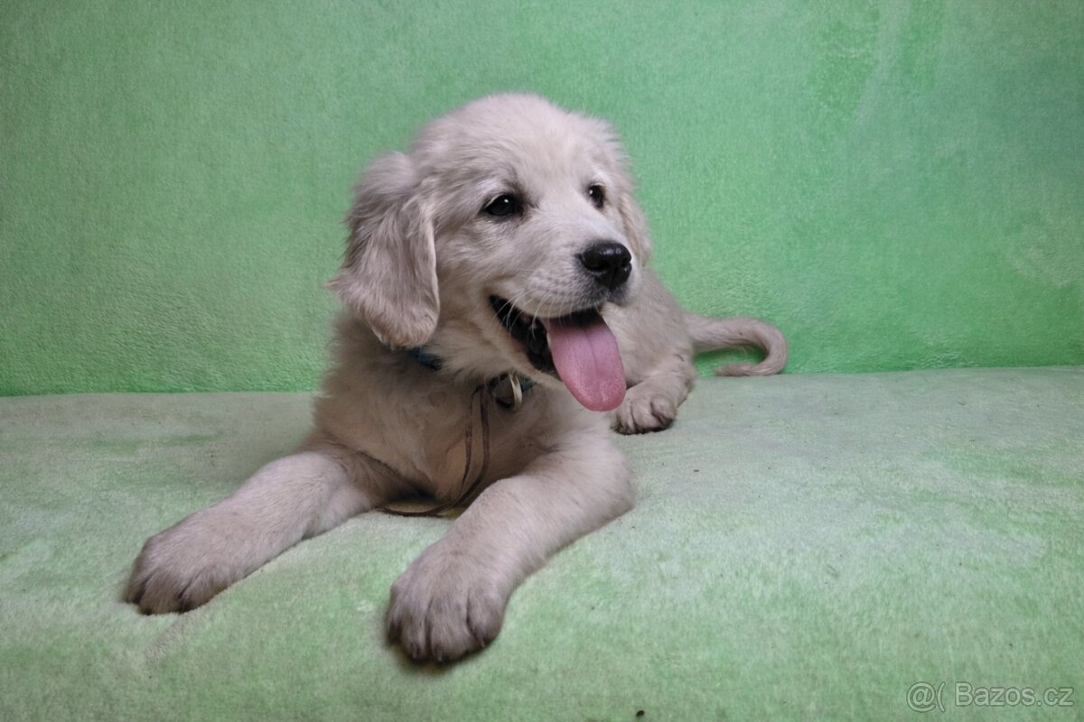 Slovenský čuvač fenky s PP