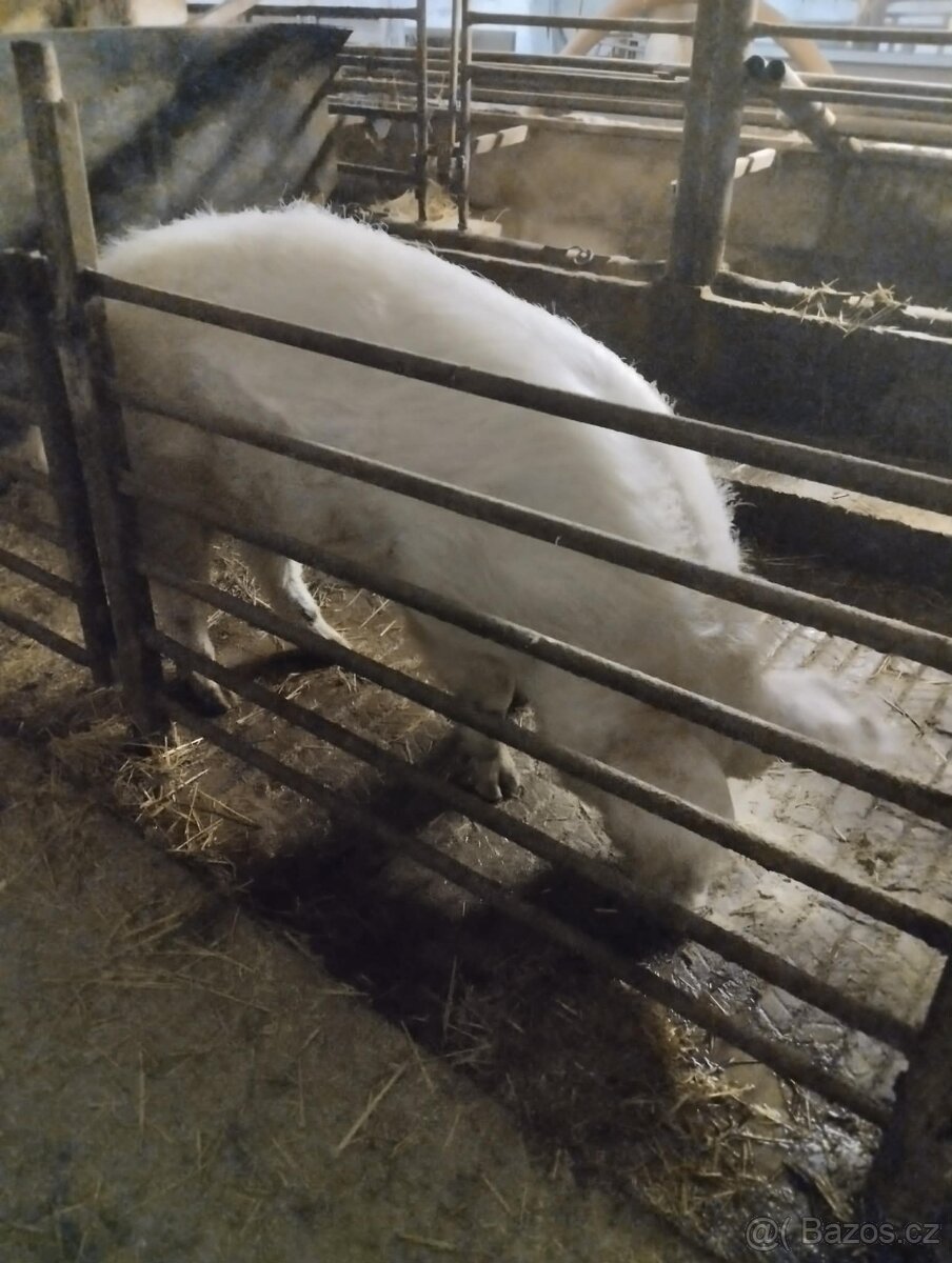 Kanec bílý ušlechtilí/landras