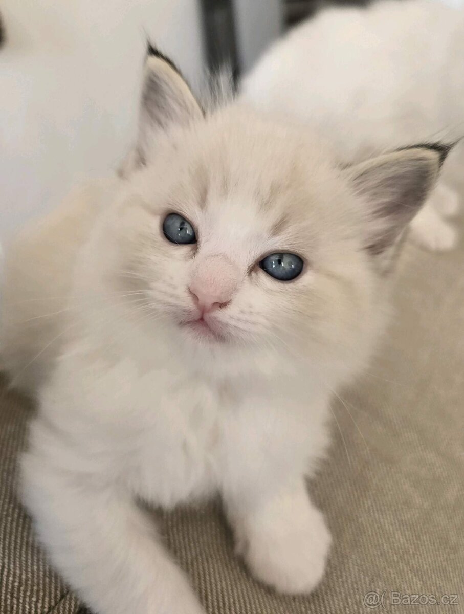 Hebká koťátka Ragdoll - odběr polovina června