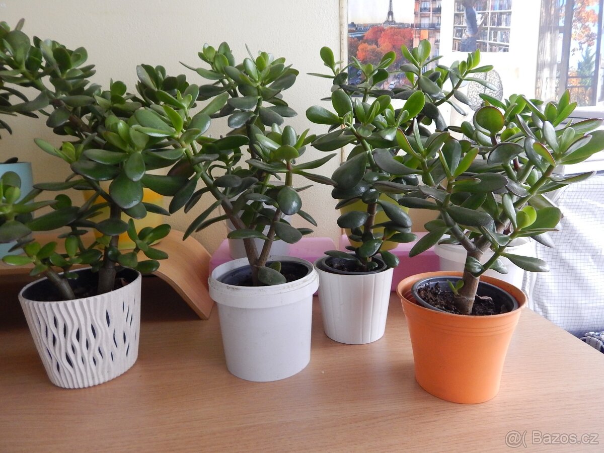 Tlustice pokojová rostlina (Crassula ovata)