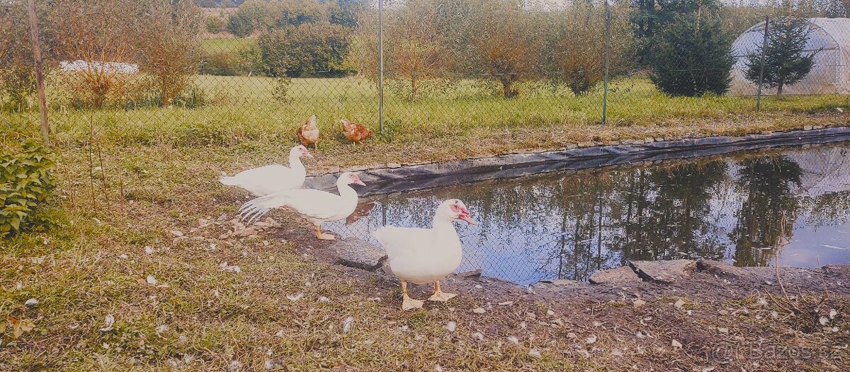 Kachny pižmové