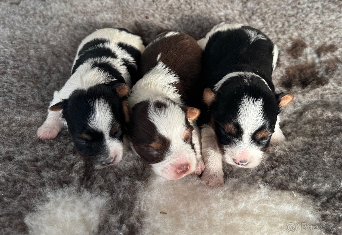 Biro a biewer, IHR rodokmen