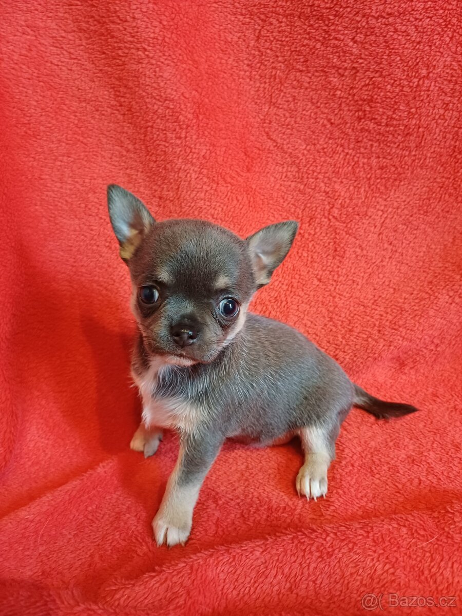 Čivava štěňátka