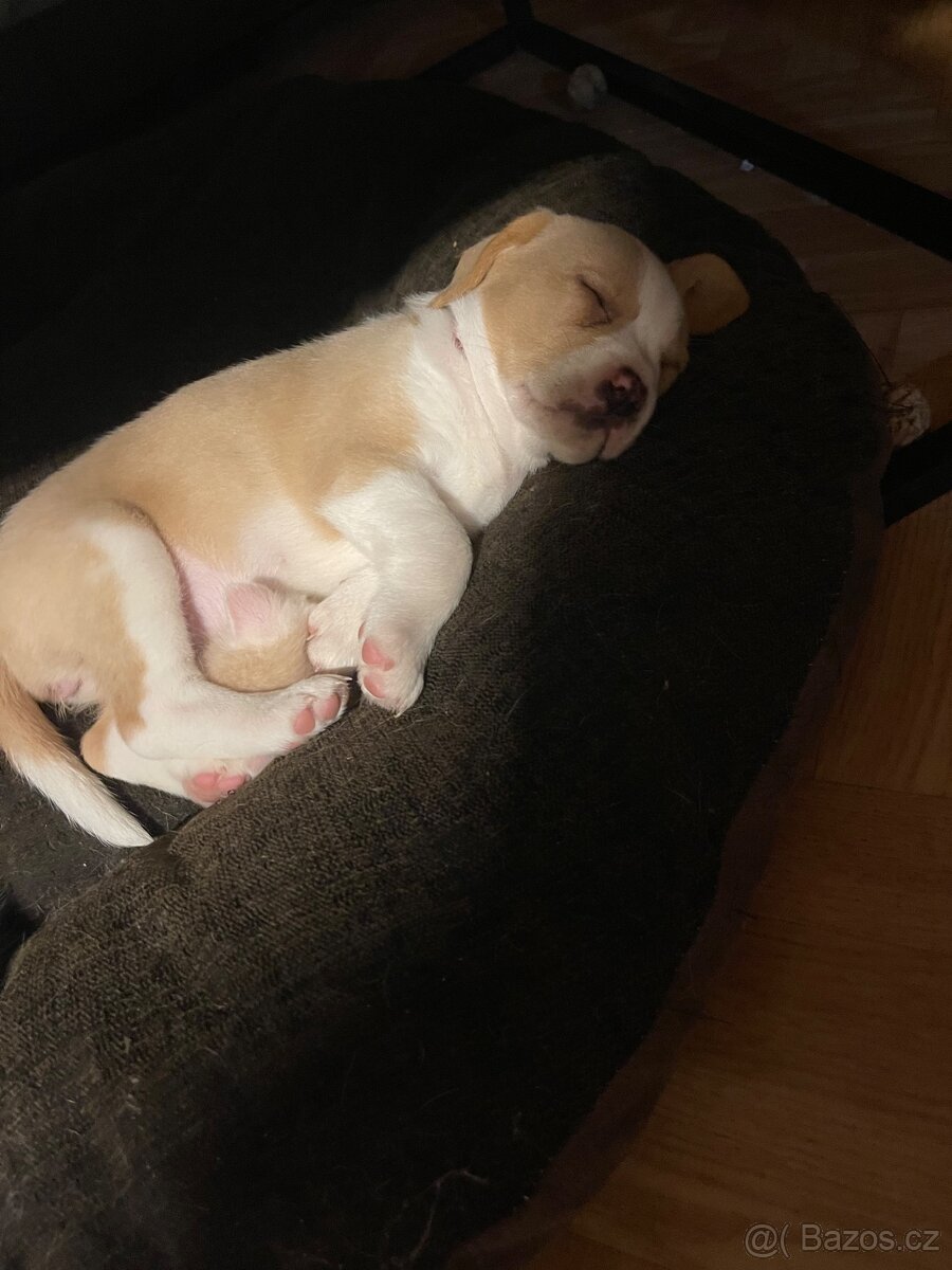 Štěňata kříženci