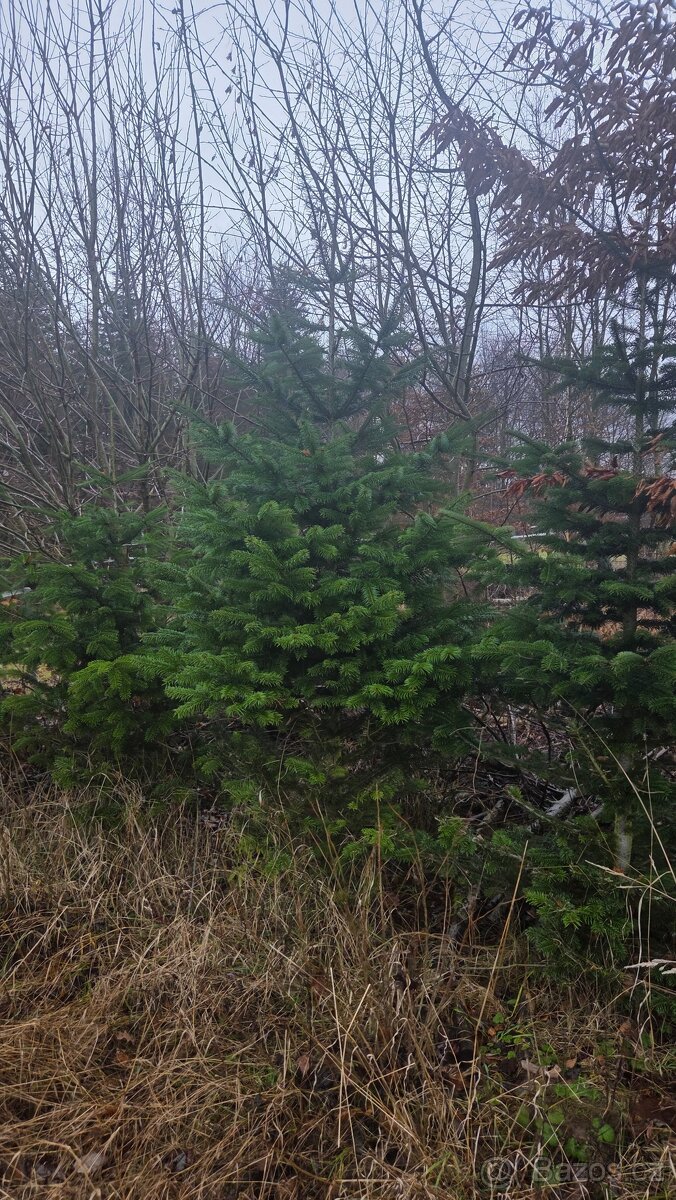 Vanoční Jedle kavkazská