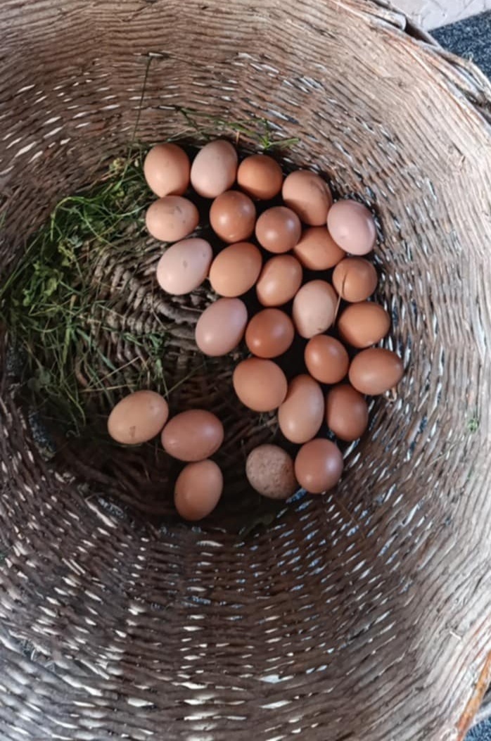 Domácí vajíčka