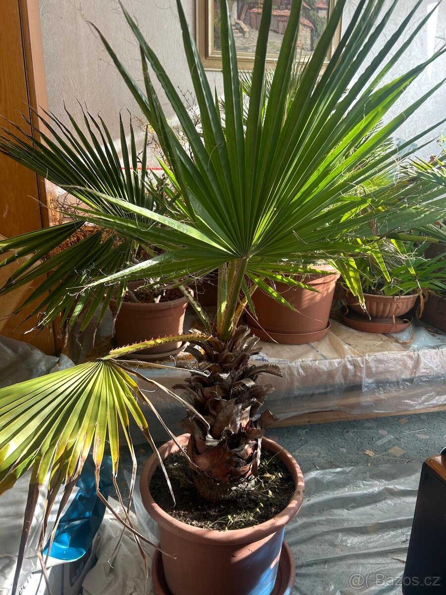 Vejirova palma (Washingtonia robusta)