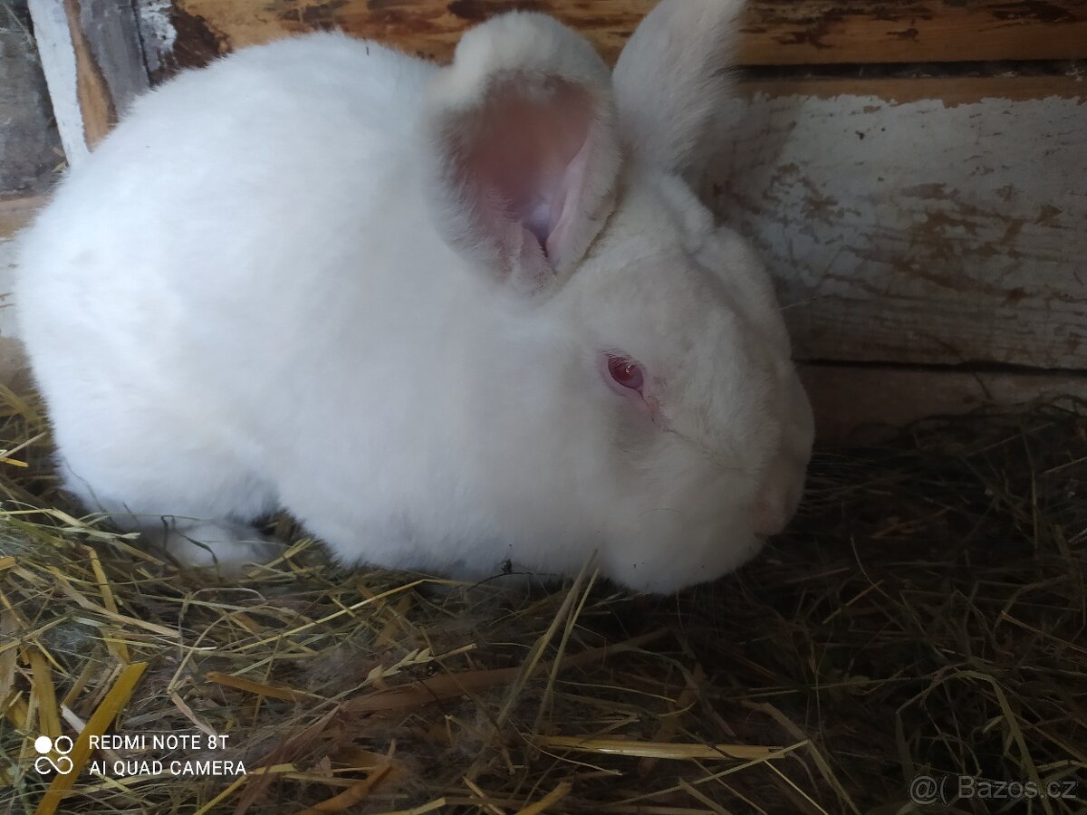 Výborní kralici do chovu