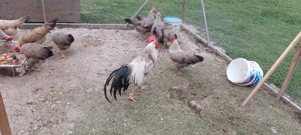 Kohout