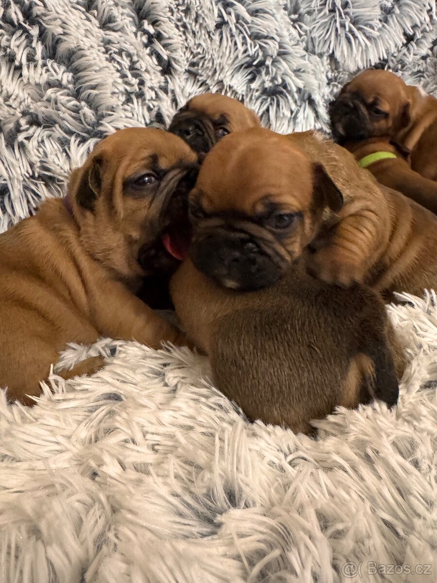 Francouzský buldoček – štěňátka k rezervaci 🐶