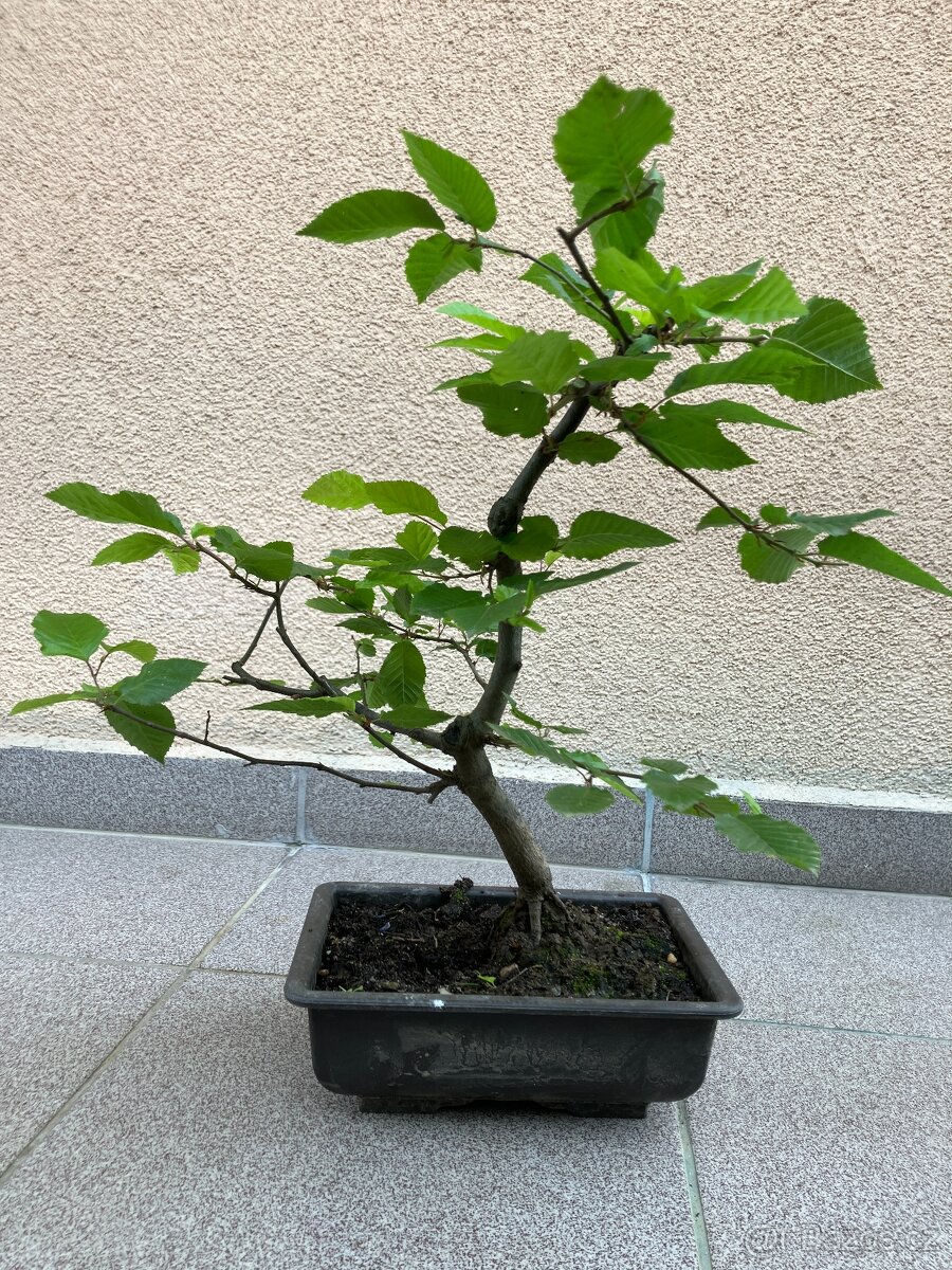 Bonsai, Bonsaj, jamadori, habr