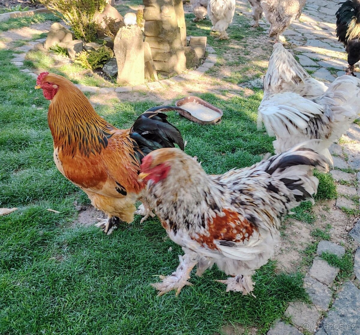Brahmánky velké násadová vejce