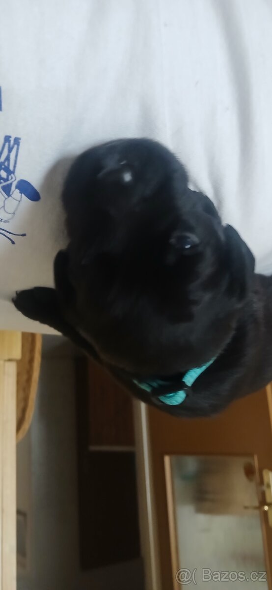 Labradorsky retriver s PP-šteňata