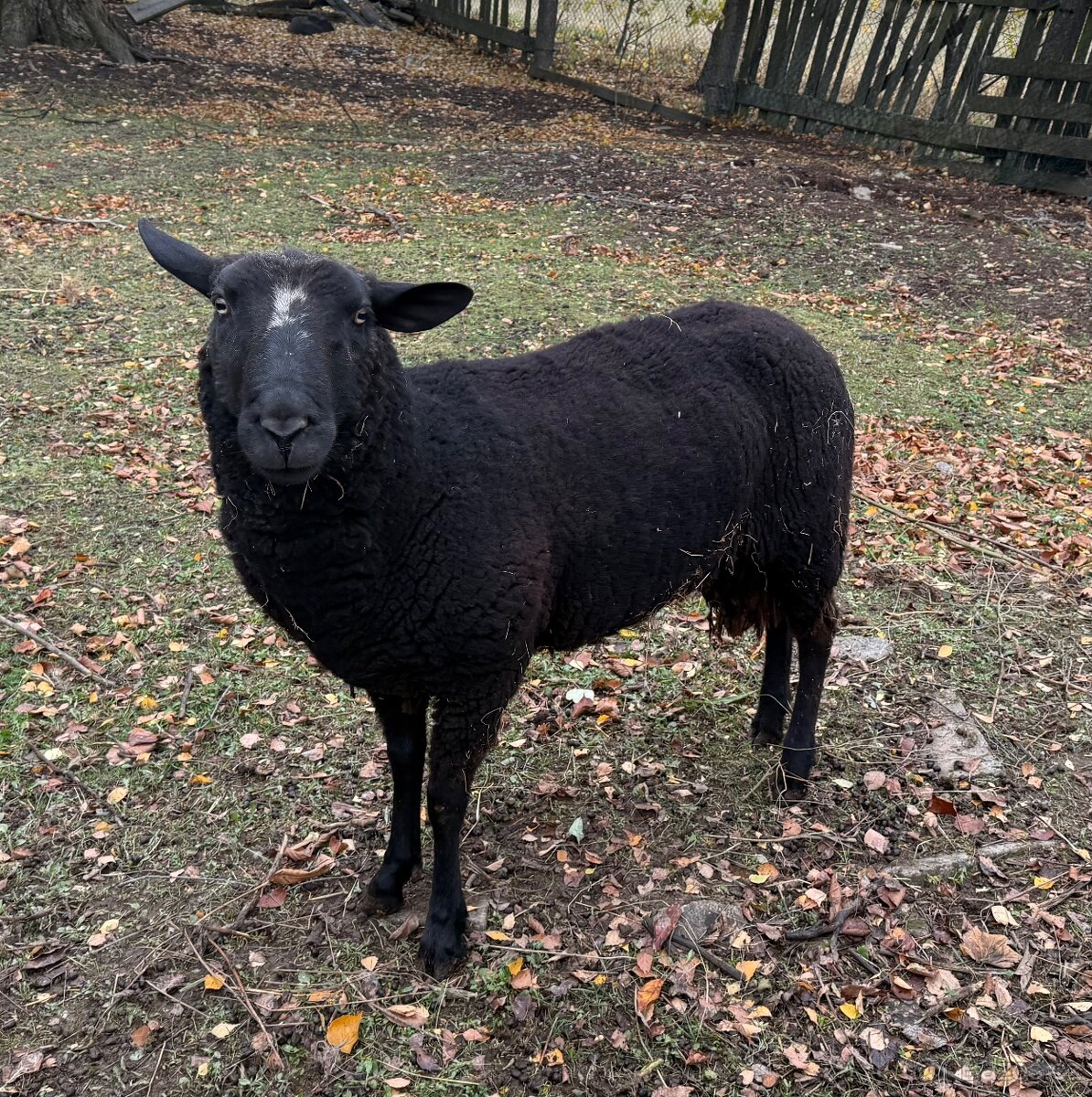 Beran Zwartbles