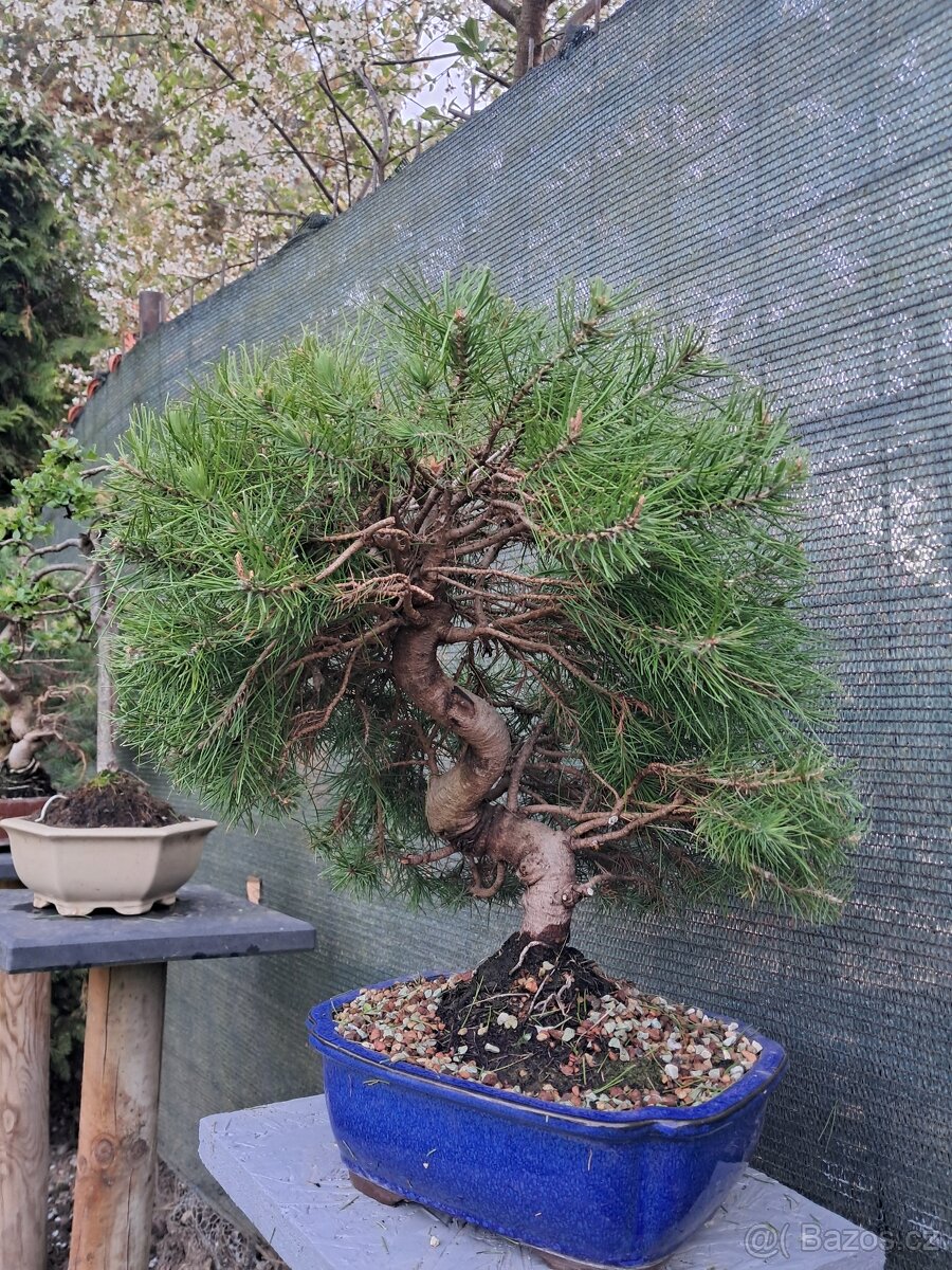 Bonsai,bonsaj Borovice