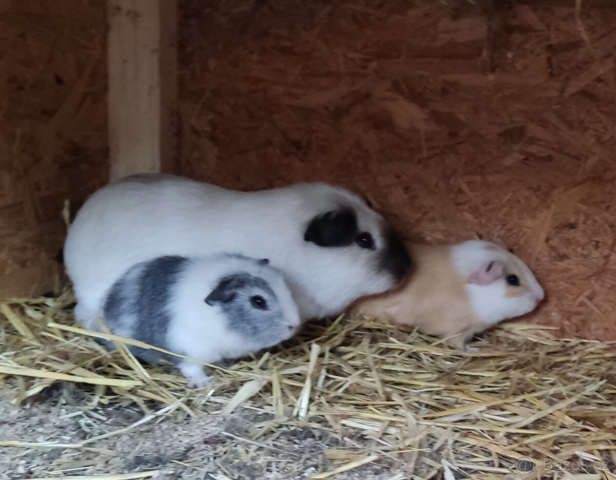 Samička CUY morčete