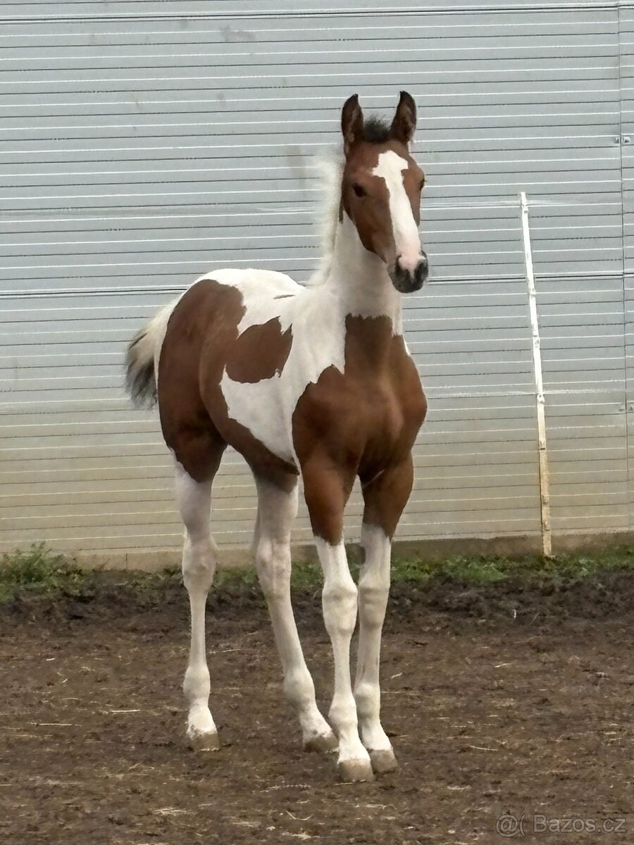 Klisnička strakoš po Giljandro van den Bosrand