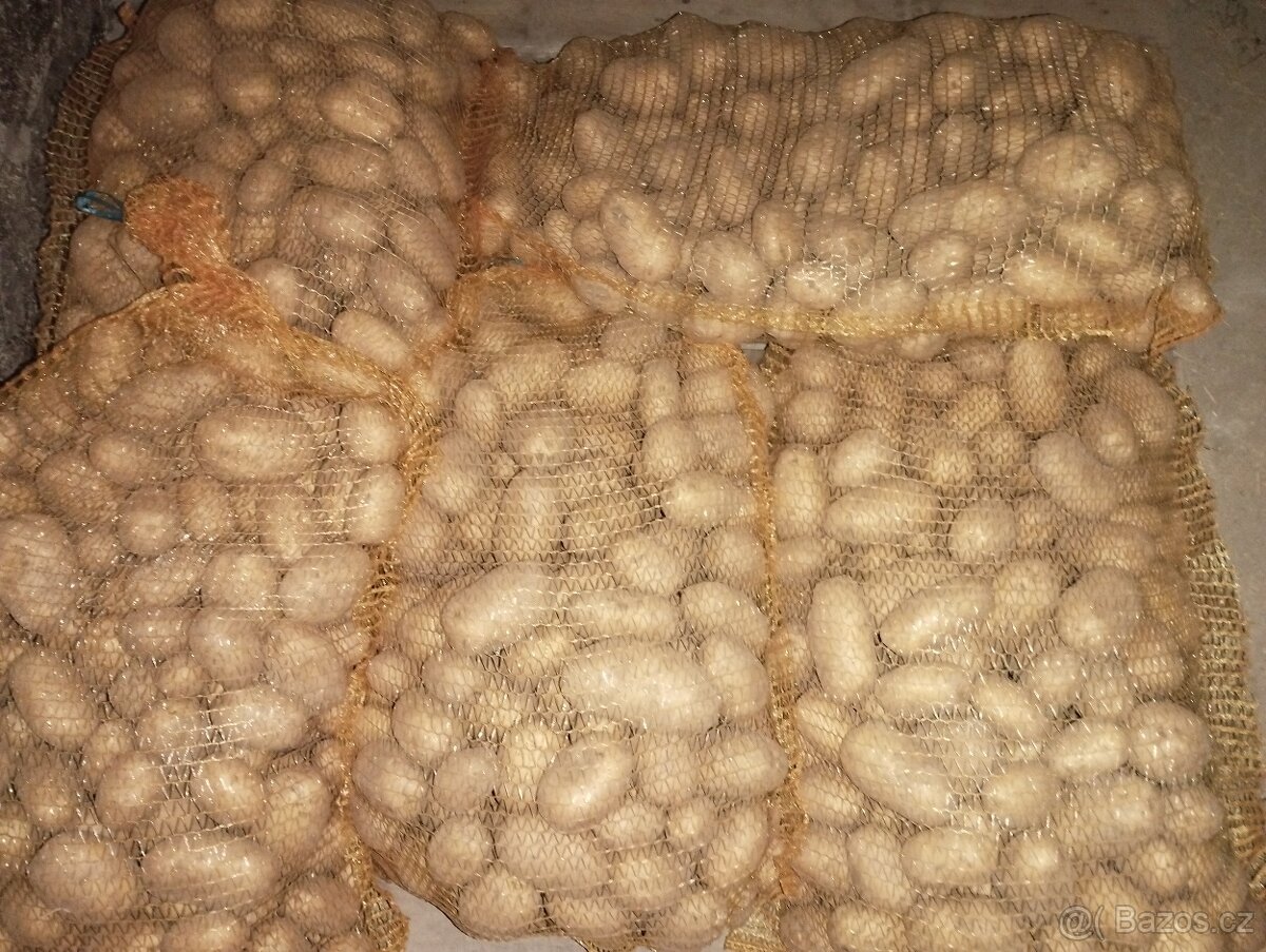 Krmné brambory Marabel