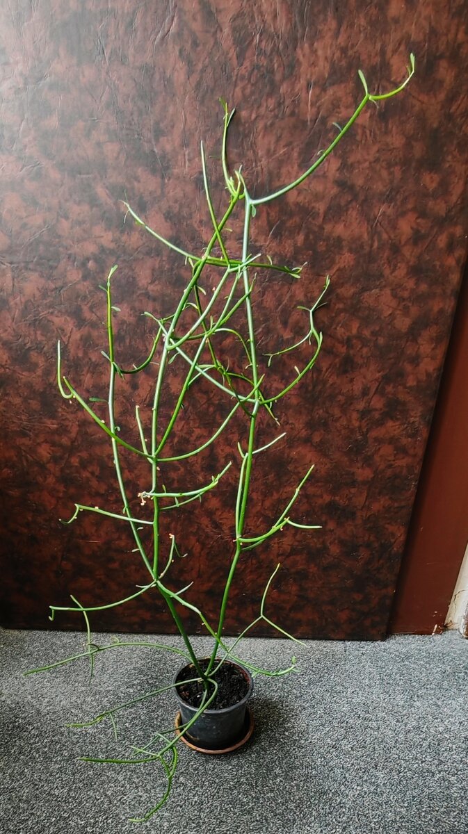 Věšák - pokojovka