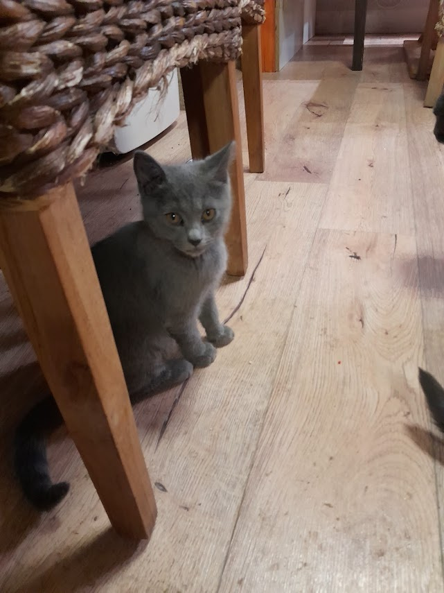 Kartouzská Kočka -kotě