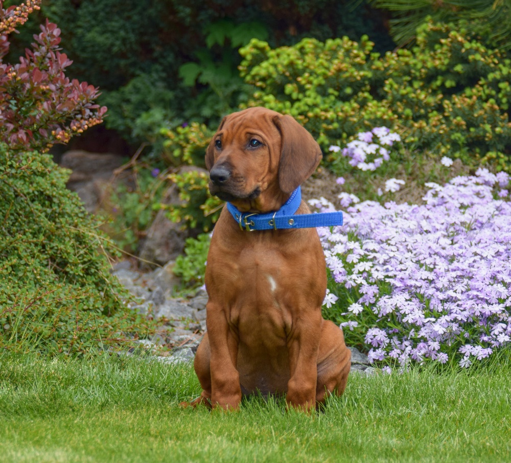 Rhodéský Ridgeback štěňátka s PP