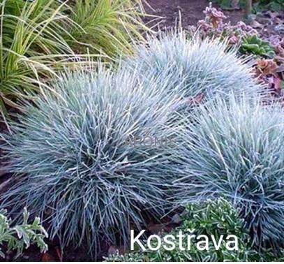 Trvalky, skalničky, jahody, pokojovky, leknín,byliny,sukulen