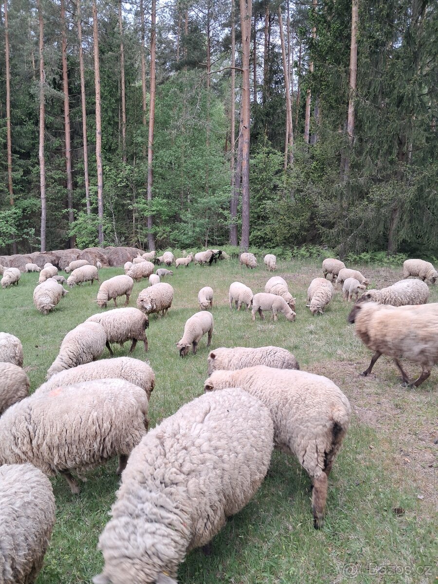 Jehňata