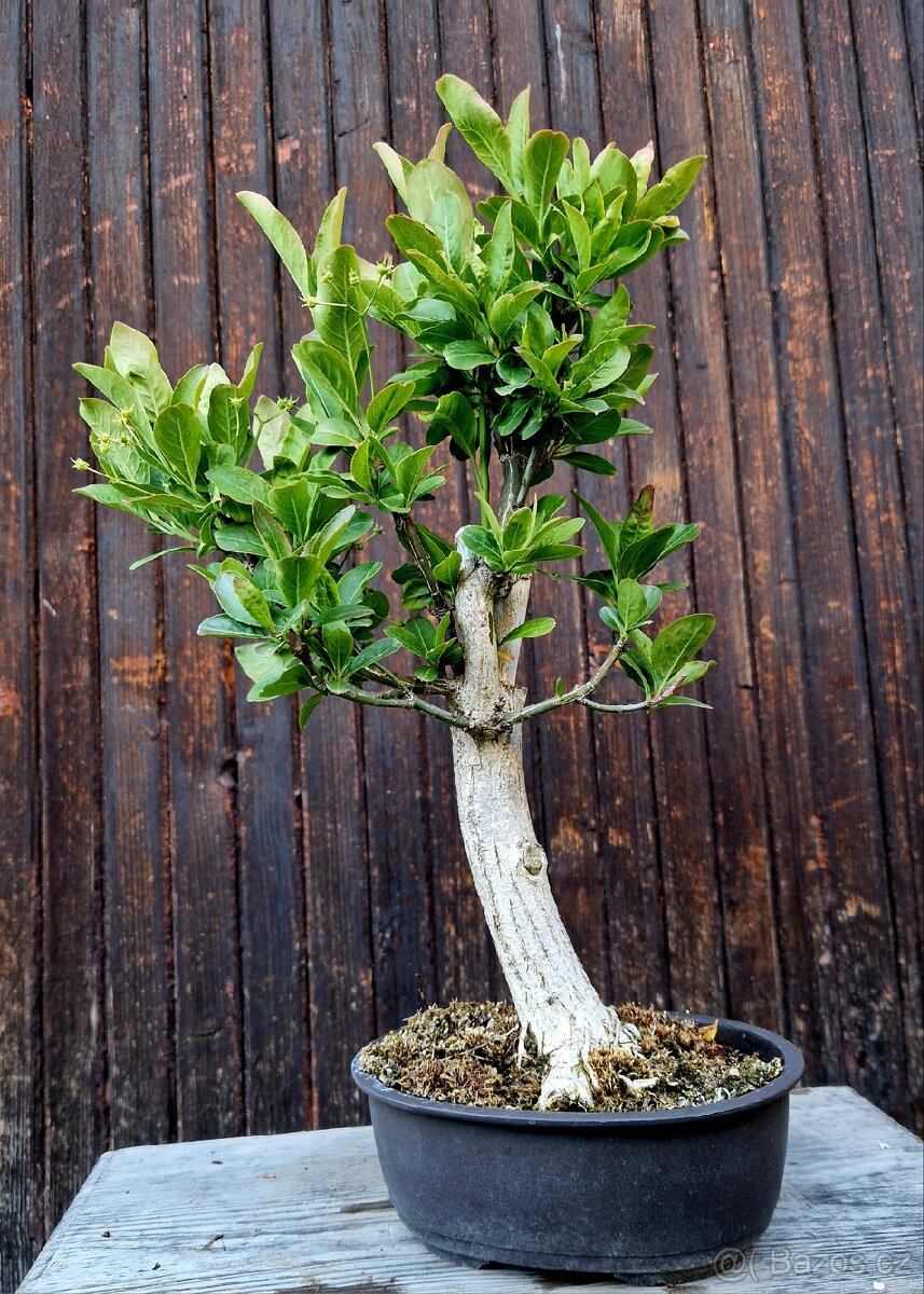 Bonsai, Bonsaj - Evonymus 1