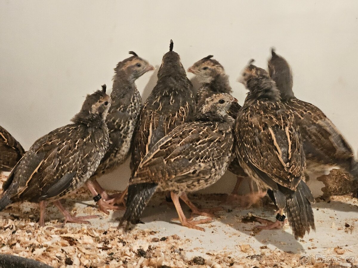 Křepel kalifornský