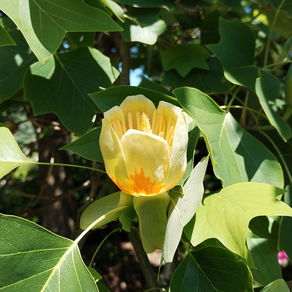 Liliovník tulipánokvětý