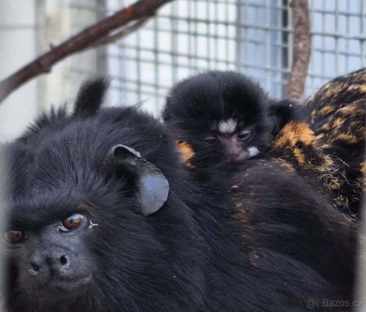 Tamarín žlutoruký (Saguinus midas)
