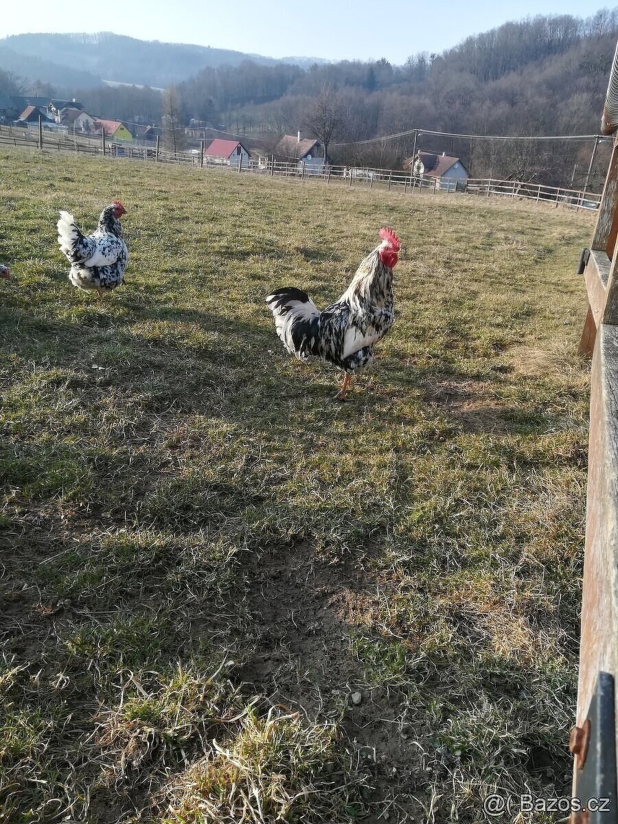 VLASKA EXCHEQUER nasadova vejce a kuřata