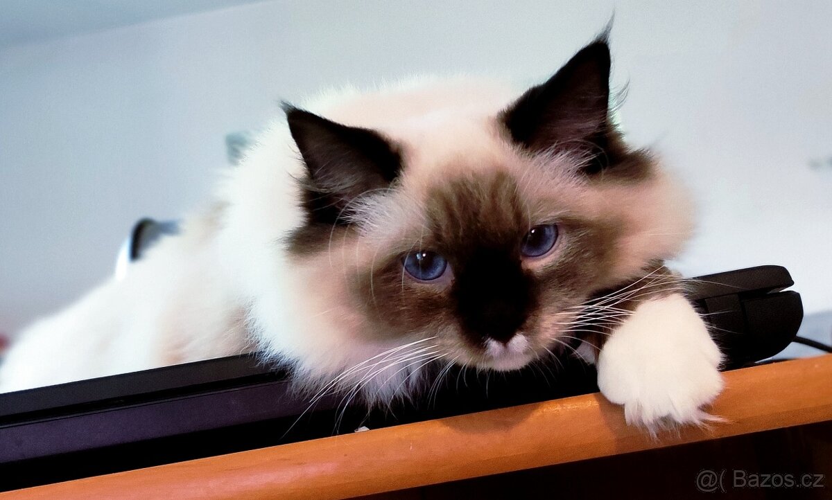 Ragdoll s pp