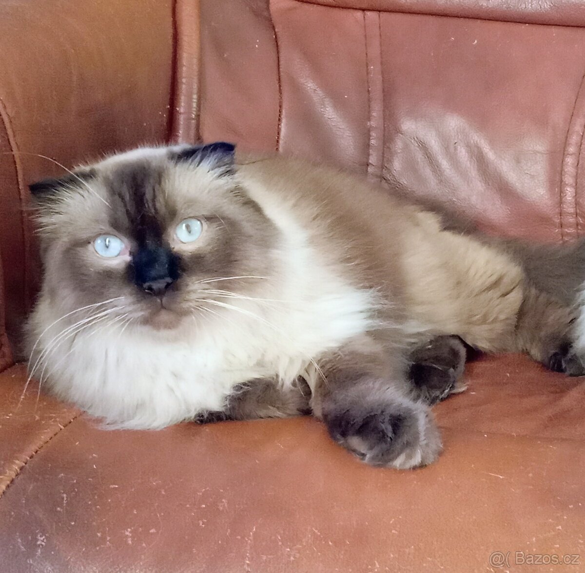 Mladý kocourek ragdoll x skotská klapouchá.